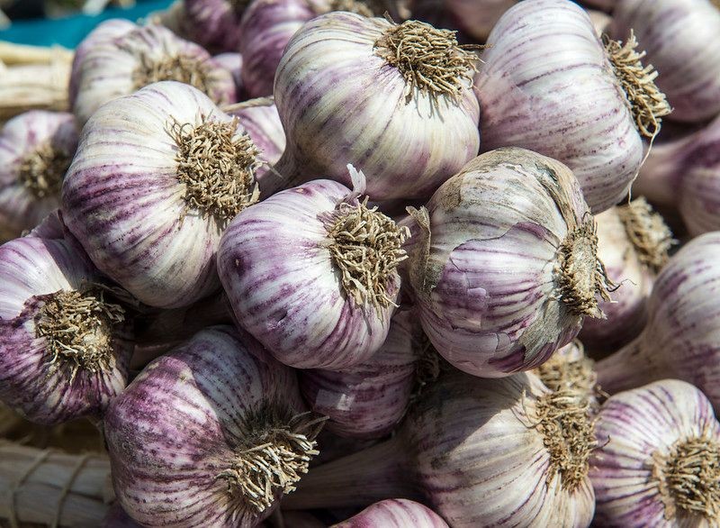 Russian Red Garlic 